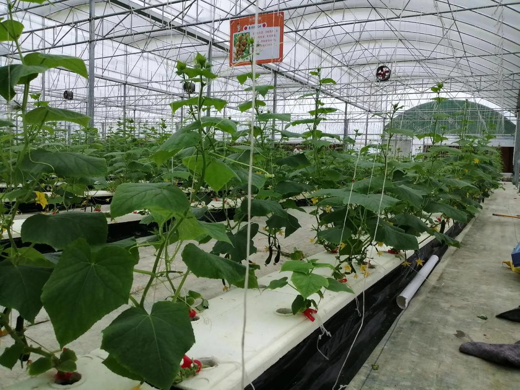 甜蜜采摘正当时 天猫蔬菜瓜果种植服务助您尝鲜水果青瓜