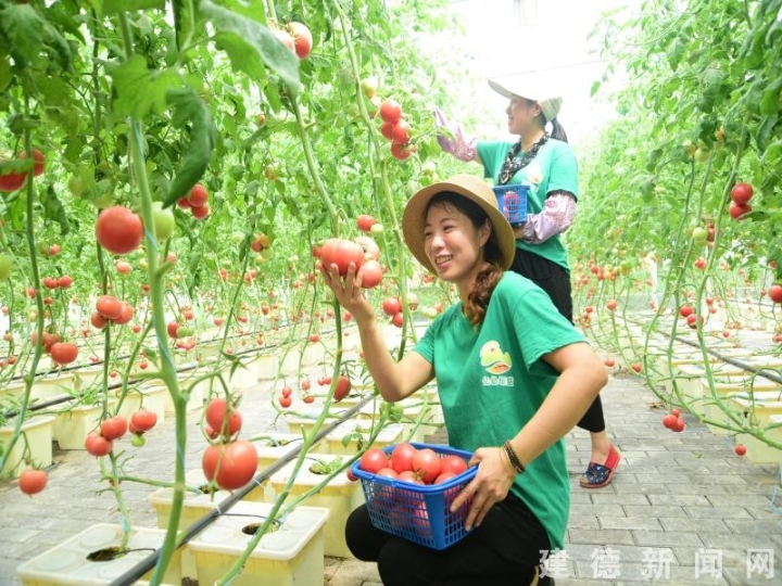 无土栽培风靡都市 蔬菜瓜果种植及采摘服务引领健康生活新潮流