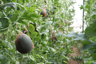 夏庄田园亲子采摘记 共享农耕乐趣，品味自然馈赠