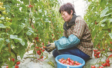 科技种菜 瓜果满架 智能化种植与便捷采摘服务引领现代田园新体验