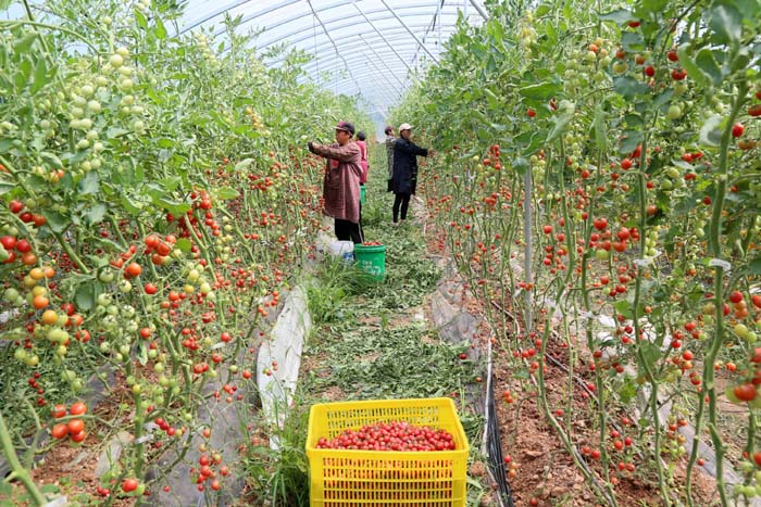 订单农业助力增收，柏树乡蔬菜瓜果种植采摘服务铺就致富路