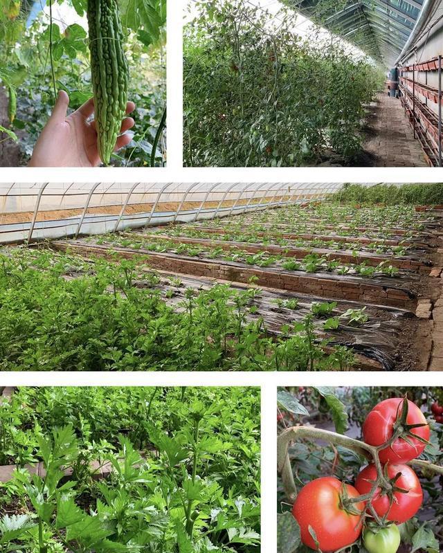 长春近郊的绿色宝藏 五万平米生态采摘基地，品味四季鲜甜