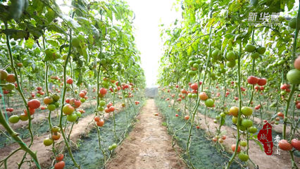 千城百县看中国丨河北广宗 “大棚经济”赋能乡村振兴，蔬果飘香采摘乐