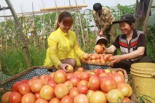 应城采摘迎端午 绿色蔬菜香满园，瓜果种植服务兴