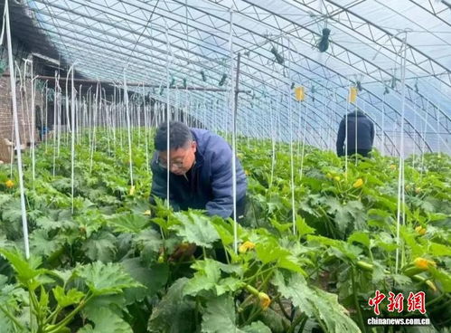 乡村行 看振兴 山西高平春日农耕忙