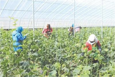 定西岷县 温室黄瓜迎来丰收季，特色种植与采摘服务绘就产业新图景