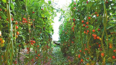 巴彦淖尔市 番茄丰收“珠玉满棚” 蔬菜瓜果种植采摘服务助农增收