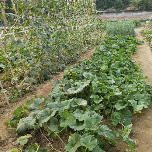 精播细种，静候丰收 为您心中的最美小菜园投下宝贵一票