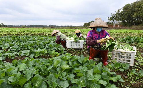 采摘蔬菜、扩大供应量——“蔬菜瓜果种植基地”如何助力秋季购销高峰期