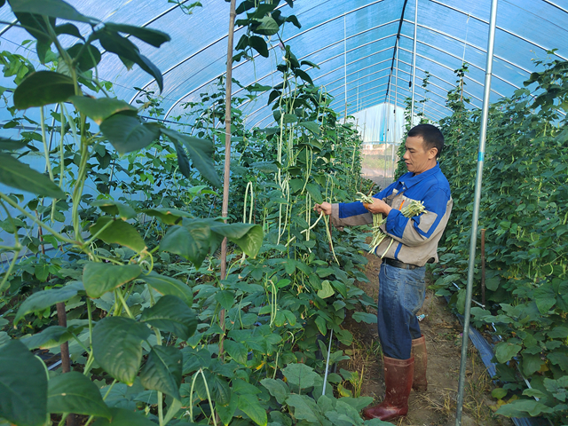 蔬菜抢鲜上市 昭平镇瓜果飘香产销旺